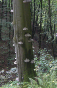 Stehender Buchenstamm mit vielen Pilzen in einem Laubbestand im Steilhang