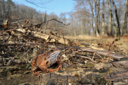 Ein brauner Frosch sitzt auf einem Totstamm; Hintergrund waldig aber verschwommen (Stilmittel)