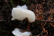 Weißer Pilz-Fruchtkörper auf Nadelstreu.