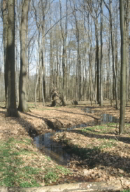Ein kleiner Bach im lichten Laubwald.