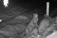 Zwei Wildkatzen bei Nacht an einem Stab