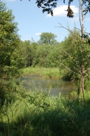 Ein kleiner Weiher umgeben von dichtem Wald.