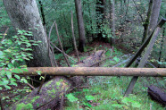 Ungleichaltriger Waldbestand, in dem ein umgestürzter Baum einen Zaun beschädigt hat.