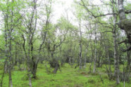 a95 Gebietsmanagement und Forstwirtschaft in Natura 2000-Gebieten 1