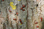 Zwei Dutzend rote Wanzen auf Holz.