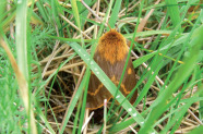 Falter mit behaartem hellbraunem Kopf und dunkelbraunen Flügeln mit hellbrauner Zeichnung im Gras sitzend