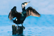 Kormoran auf einem Pfosten im Wasser