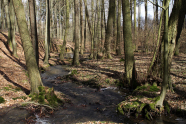 Bachlauf in Laubwald im zeitigem Frühjahr.