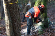 Waldarbeiter schneidet mit der Motorsäge einen Baum