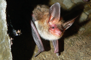 Fledermaus