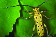 Grüner, länglicher Käfer mit schwarzen Punkten und langen Antennen