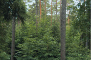 a62 Wald vor Wild: Wir müssen umdenken und handeln!