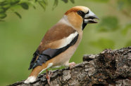 LWF-Wissen 65 - Vogelkirsche und Vogelwelt