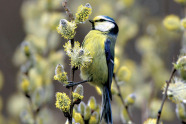 Blaumeise sitzt auf Ast mit Weidenkätzchen