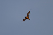 Fledermaus fliegt in blauem Himmel.