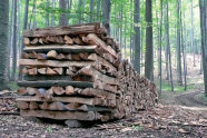 Brennholzpolter an Forststraße im Laubwald.