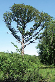 Große frei stehende Eiche