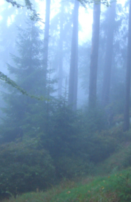 Verjüngung im Mischwald am Hang im Nebel