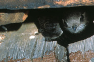 Mauersegler: Dunkler Vogel in einem Spalt zwischen Holz