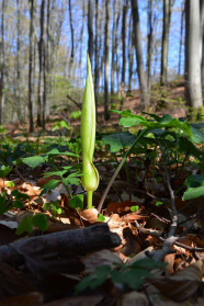 Blume in frühlingsgrünem Laubwald.