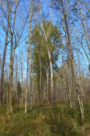 Lichter Laubwald auf feuchtem Standort.