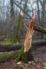 Frisch gebrochenes stehendes und liegendes Totholz in Laubwald.