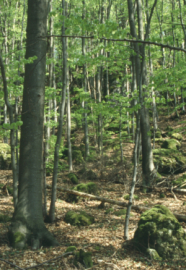 Dichter Laubholzbestand mit moosbewachsenen Felsen am Hang.