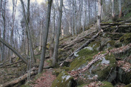 Waldbestand am Hang mit großen Felsen