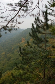 Steilhänge mit Bergmischwald