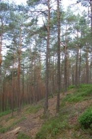 Kiefernwald am Hang.