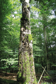 Toter Baum im Buchenbestand