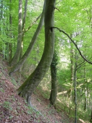 Gebogene Rotbuchen am Steilhang.