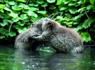 Zwei spielende Biber in einem Fluss