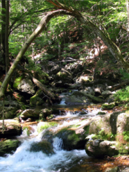 Bergbach im Bergwald.