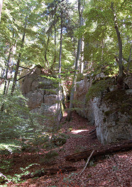 Mischwald an blocküberlagertem Steilhang.