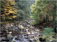 Bach im Laubwald