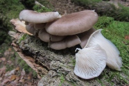 Beige-braune Pilze mit weißer Lamellenuntzerseite auf einem Baumstamm.