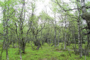 a95 Gebietsmanagement und Forstwirtschaft in NatuLichter Birkenwalda 2000-Gebieten 1