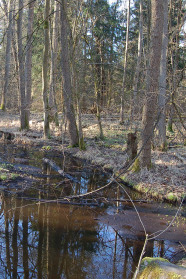 Erlenwald an kleinem sumpfigen See