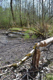 Wald in feuchtem Umfeld der Isar.