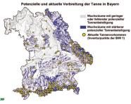 Umrisskarte von Bayern mit Wuchsgebietsgrenzen. Wuchsräume mit geringer oder fehlender potenzieller Tannenbeteiligung sind "grau", Wuchsräume mit stärkerer potenzieller Tannenbeteiligung sind "lila" und aktuelle Tannenvorkommen sind als gelbe Punkte eingezeichnet. 