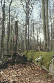 Ein auf dem Waldboden liegender, moos- und pilzbewachsener Baumstamm.