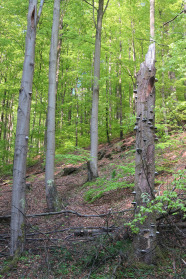 Buchenwald mit stehendem Totholz
