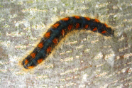 Schwarze Raupe mit oranger Musterung und gelber Behaarung an Stamm.