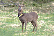 Rehbock mit Sender am Hals