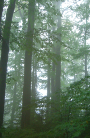 Laubbestand im Nebel