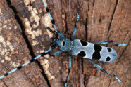 Blaugrindiger Käfer mit schwarzen Flecken.
