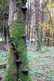 Zwei mit Moos und Pilzen bewachse Bäume im Wald.