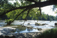 Lichtwendige Pappel an der Mittleren Isar