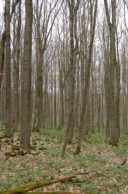 Lichter Laubwald im Frühjahr